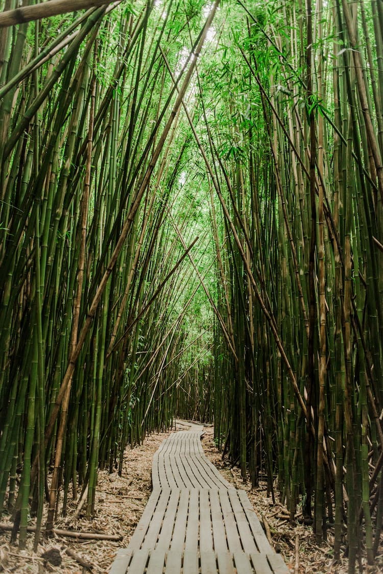 Bamboo grove